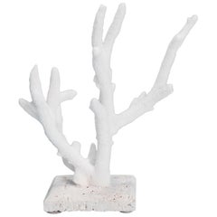 Vintage Staghorn Coral Specimen on Coquina