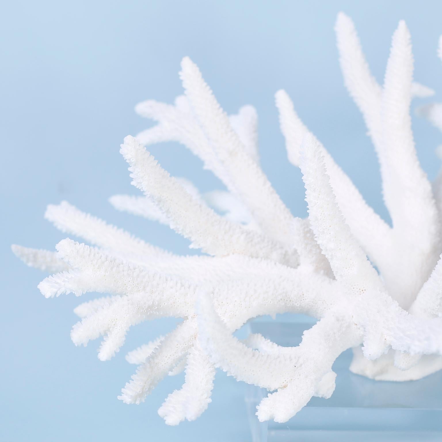 Staghorn coral specimen with its alluring bleached white color and sea inspired texture and form, presented on a Lucite base to enhance its sculptural elements.