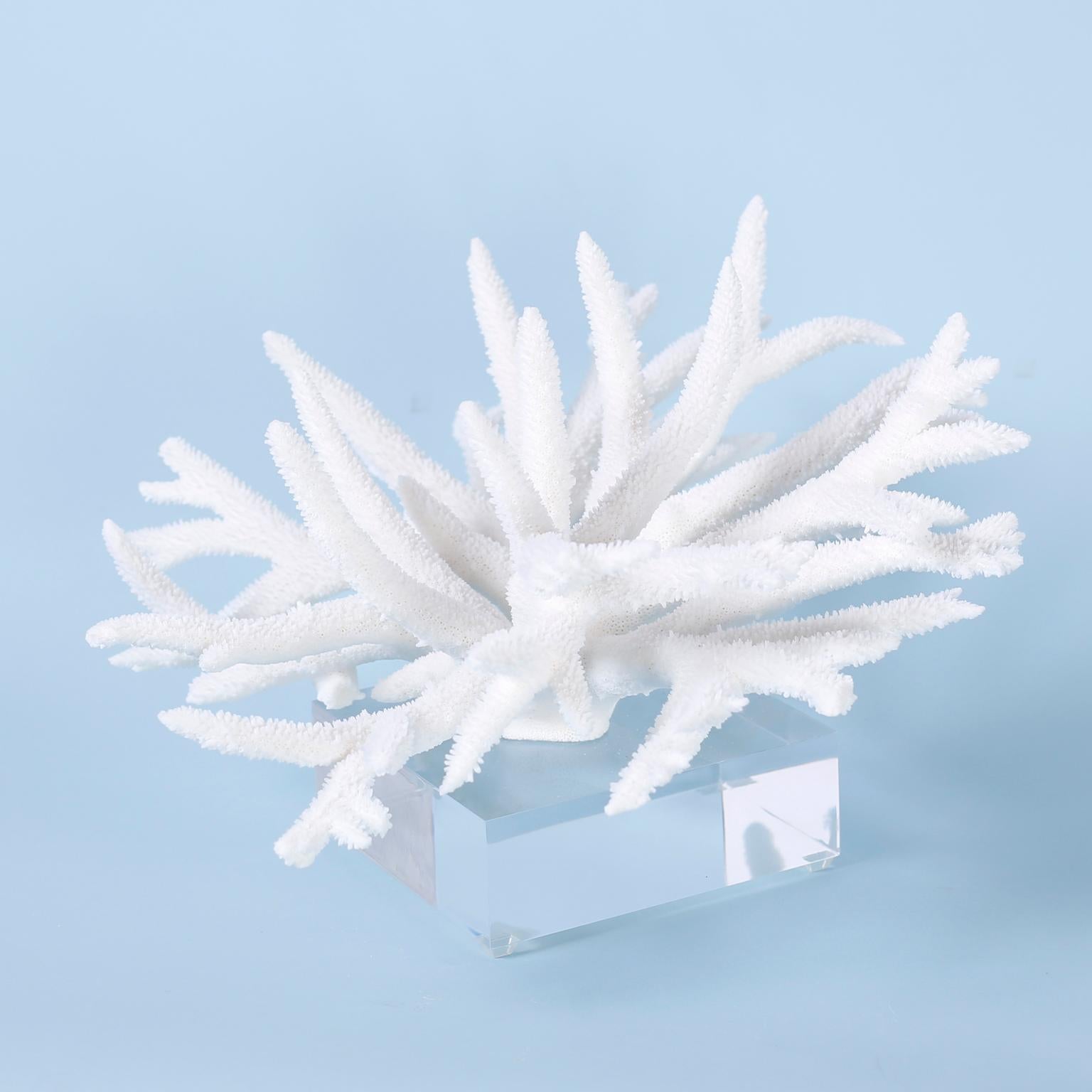 Staghorn Coral Specimen on Lucite In Good Condition In Palm Beach, FL