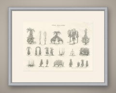 Staked Vines of the French Wine Regions, Antique Viticulture Print