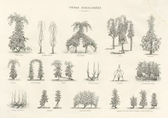 Staked Vines of the French Wine Regions, Antique Viticulture Print