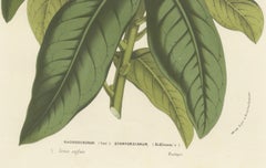 Stamford Rhododendron: Hand-Colored Lithograph by Louis van Houtte, 1855