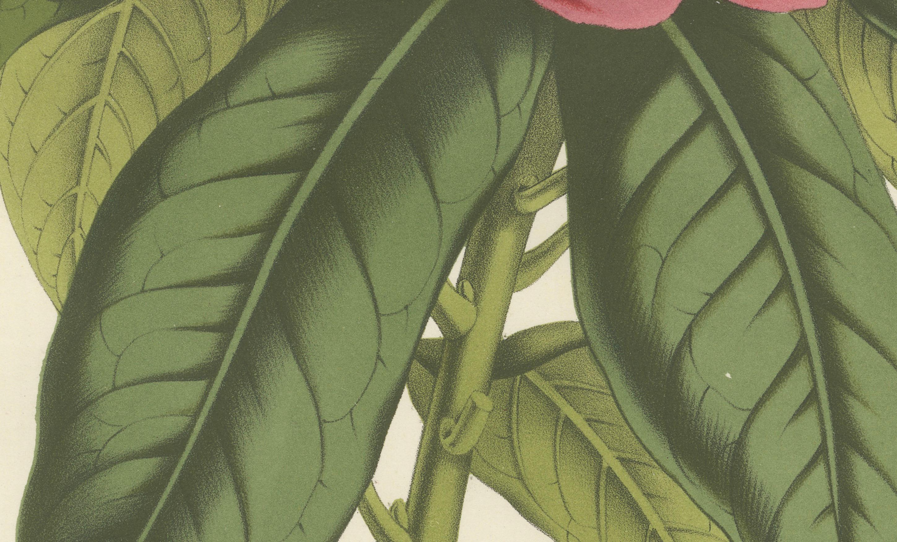 Stamford Rhododendron: Hand-Colored Lithograph by Louis van Houtte, 1855 In Good Condition For Sale In Langweer, NL