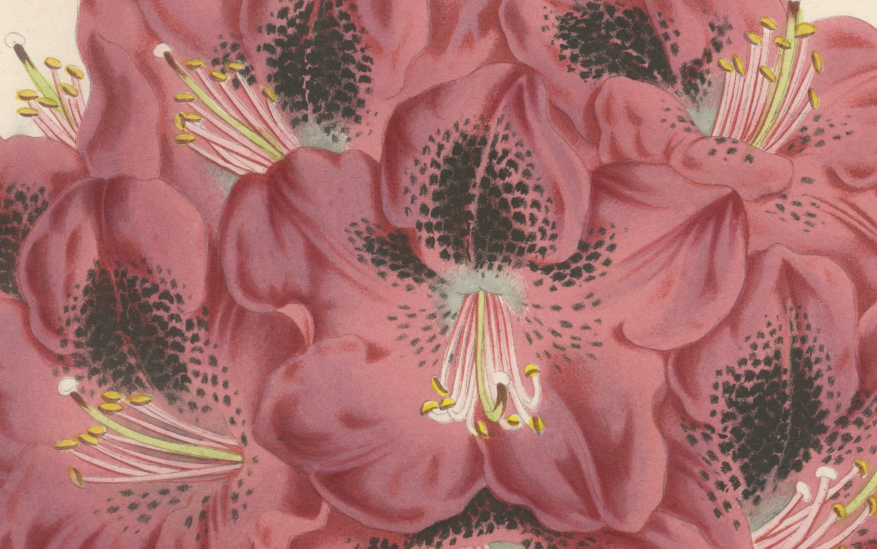 Mid-19th Century Stamford Rhododendron: Hand-Colored Lithograph by Louis van Houtte, 1855 For Sale