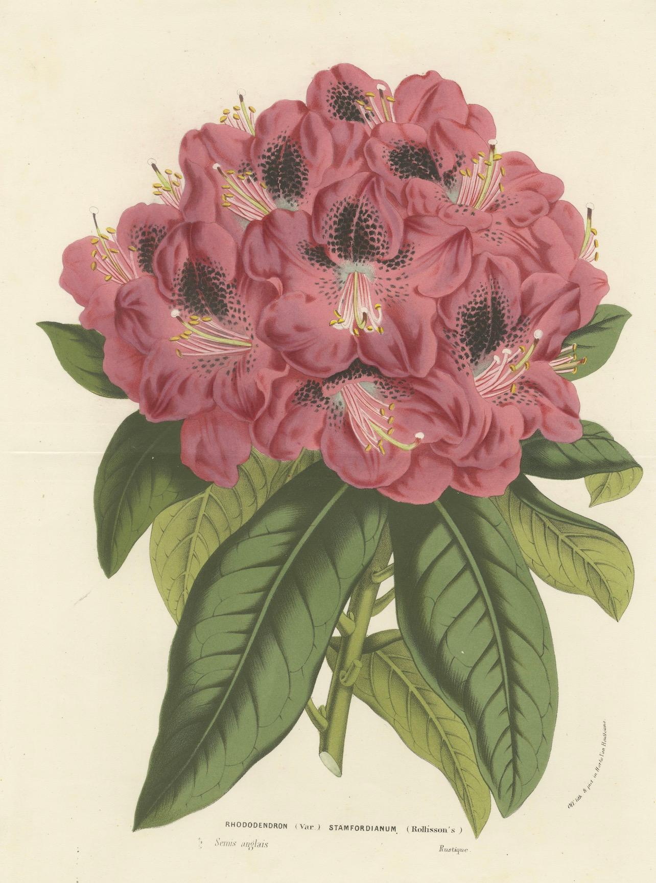 Paper Stamford Rhododendron: Hand-Colored Lithograph by Louis van Houtte, 1855 For Sale