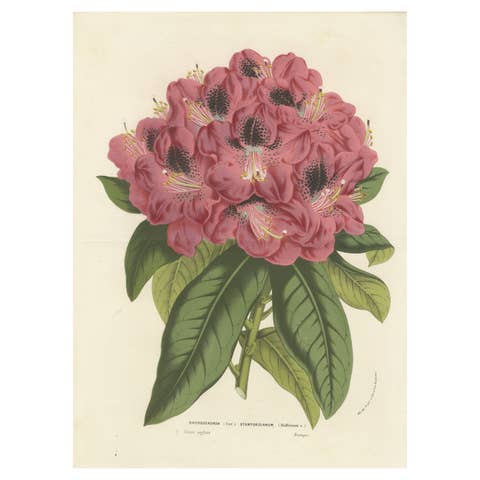 Stamford Rhododendron: Hand-Colored Lithograph by Louis van Houtte, 1855