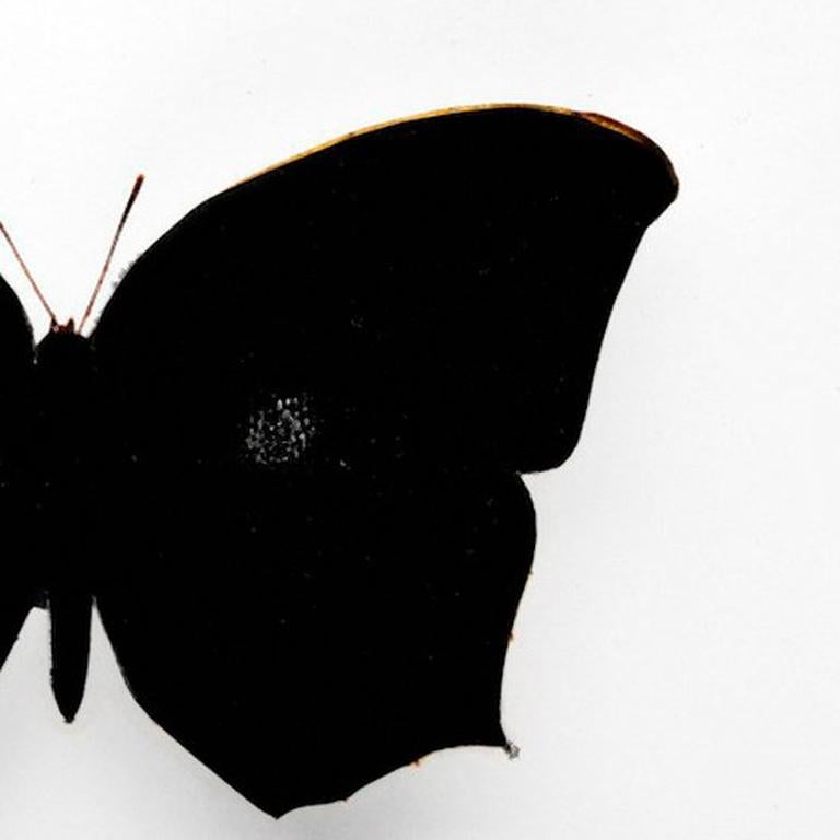 Farfalla 2 in vendita 1