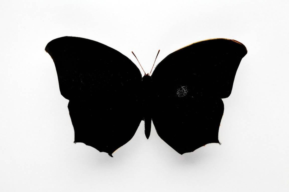 Butterfly 2 - Mixed Media Art by Stan Gaz
