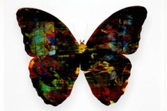 Butterfly 4