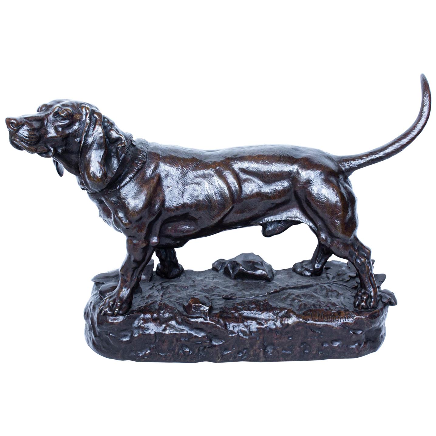 "Standing Basset", French, Bronze Hound Study Signed by J Moigniez
