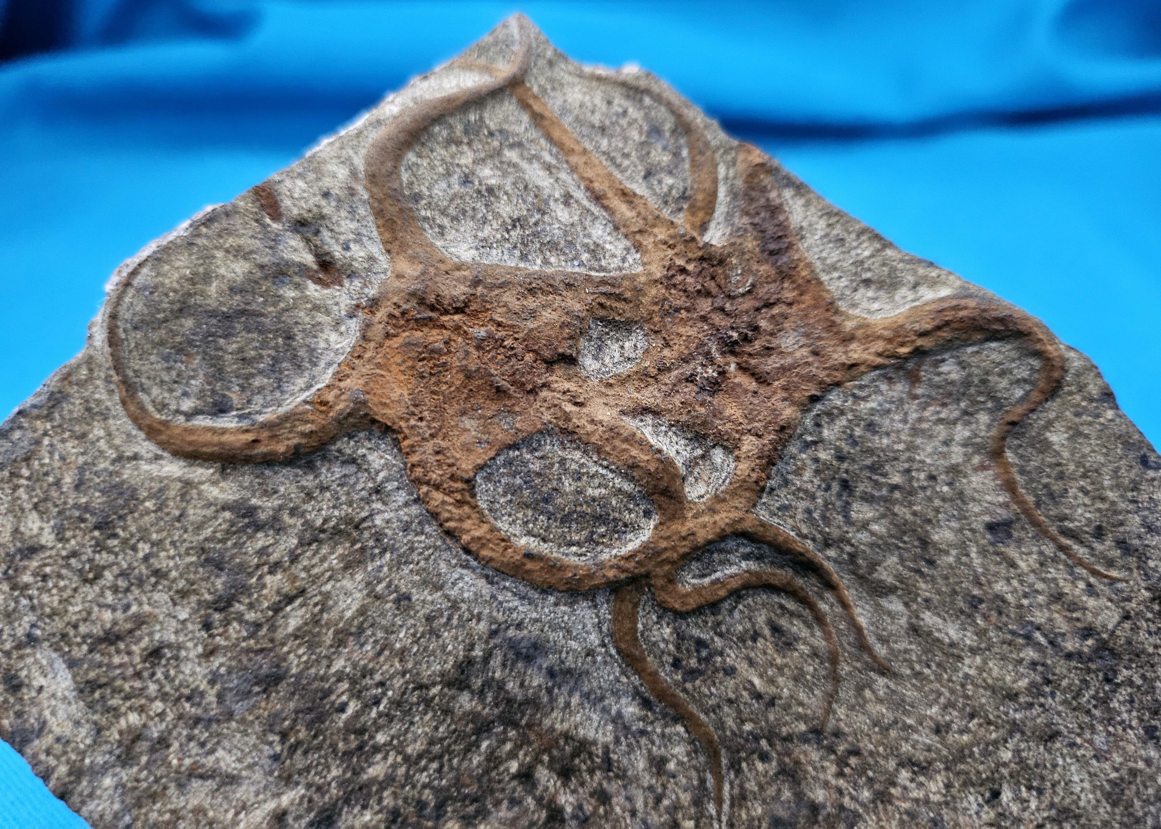 Fósil de estrella de mar, dos estrellas de mar entrelazadas en una matriz, 443 a 485 millones de años. Periodo Ordovícico
Se trata de un espécimen fósil de estrella de mar convincente; no solemos ver dos estrellas de mar entrelazadas como ésta en