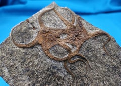 Starfish Fossil, Two Starfish Entwined in Matrix, 443 to 485 Million Years Old