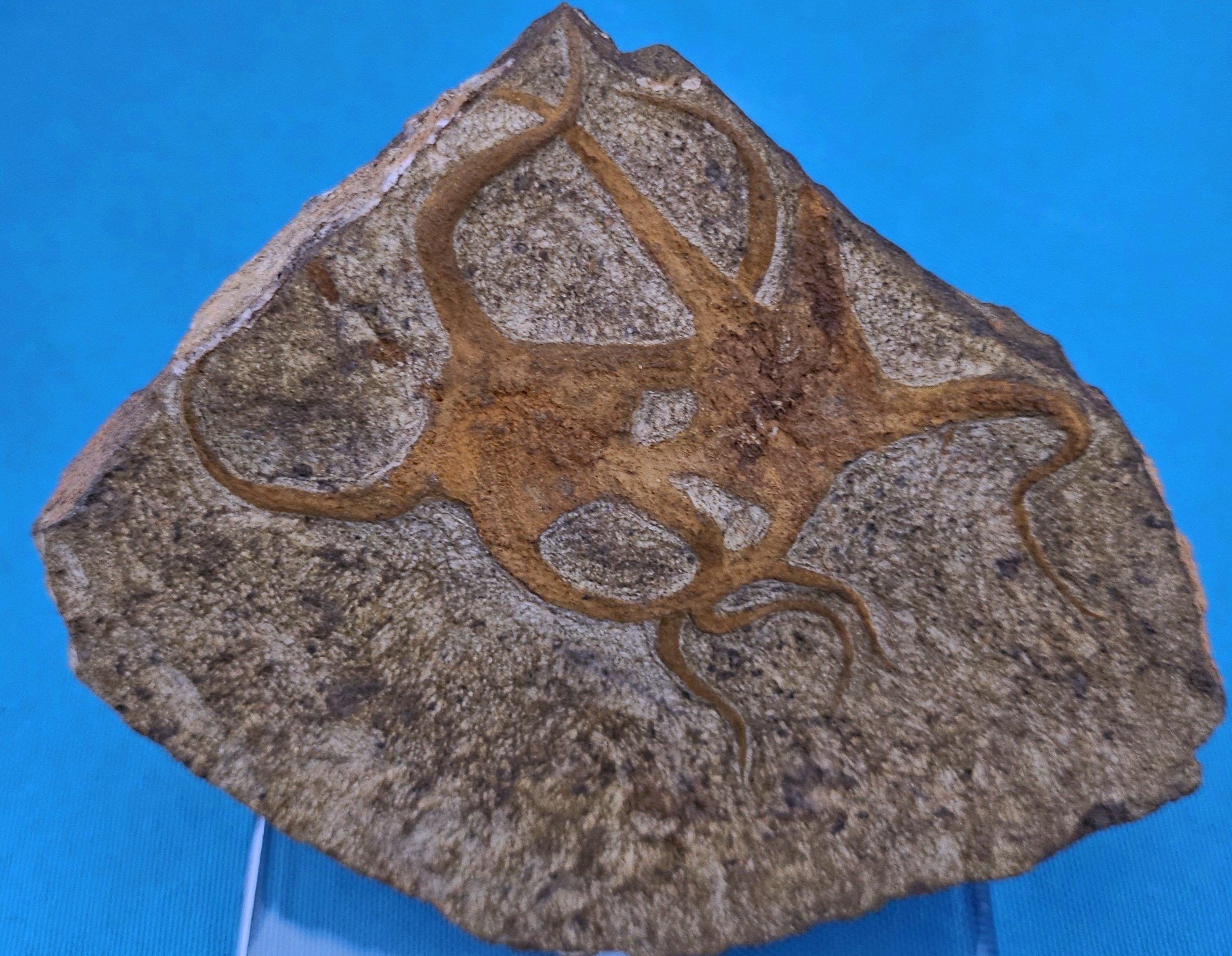 Fósil de estrella de mar, dos estrellas de mar entrelazadas en una matriz, de 443 a 485 millones de años de antigüedad Moderno orgánico en venta