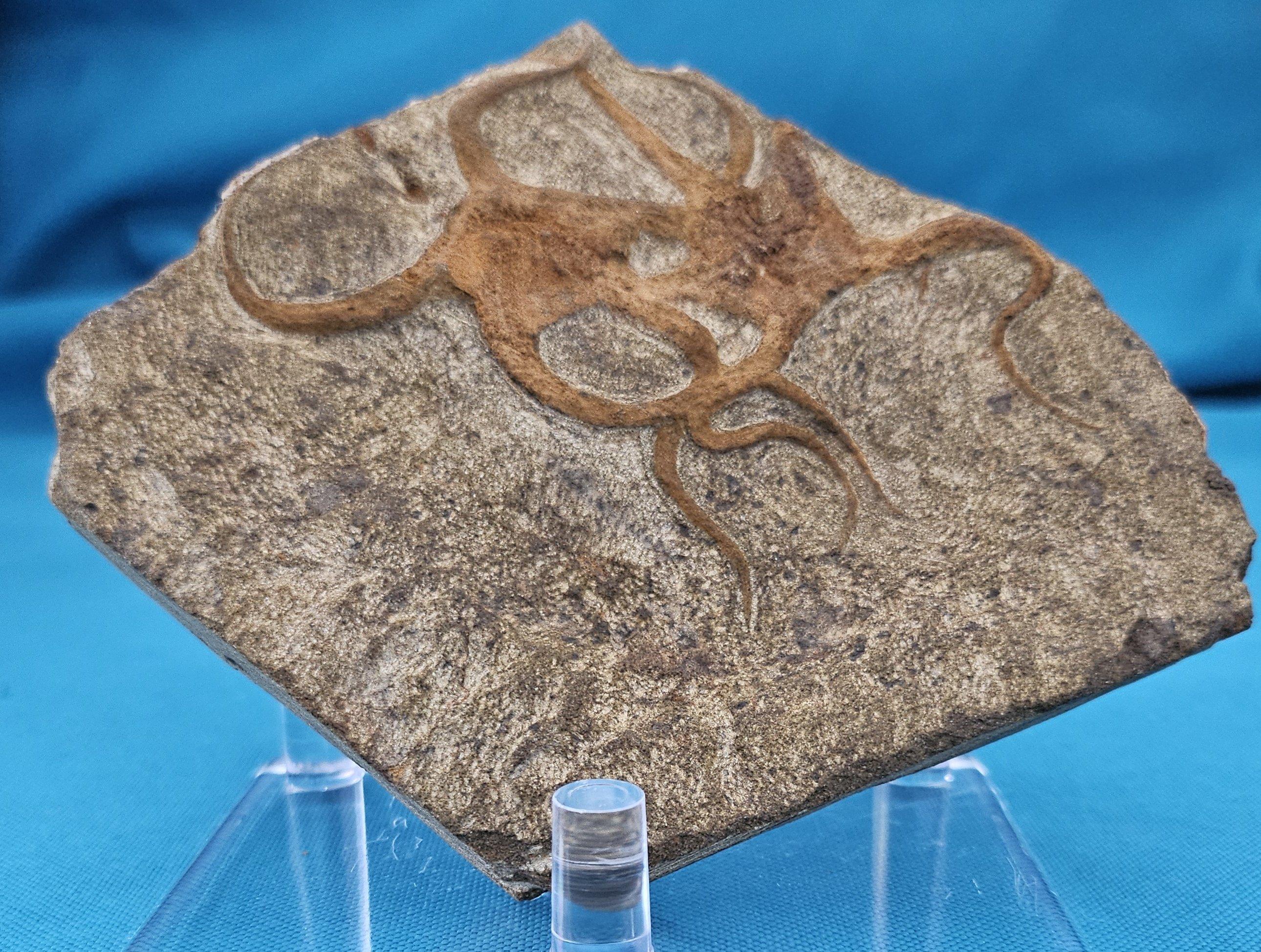 Fósil de estrella de mar, dos estrellas de mar entrelazadas en una matriz, de 443 a 485 millones de años de antigüedad Marroquí en venta