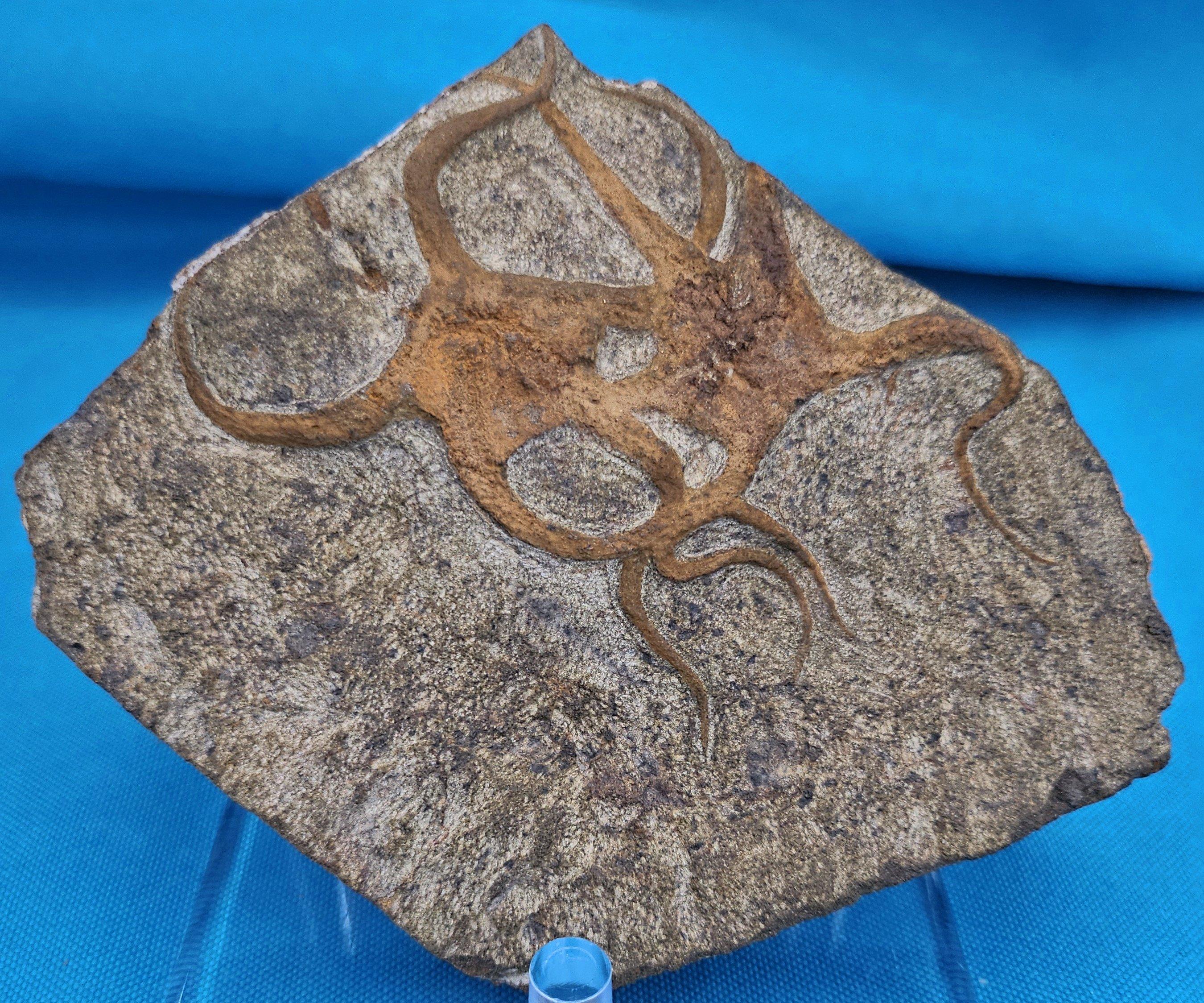 Fósil de estrella de mar, dos estrellas de mar entrelazadas en una matriz, de 443 a 485 millones de años de antigüedad Otro en venta