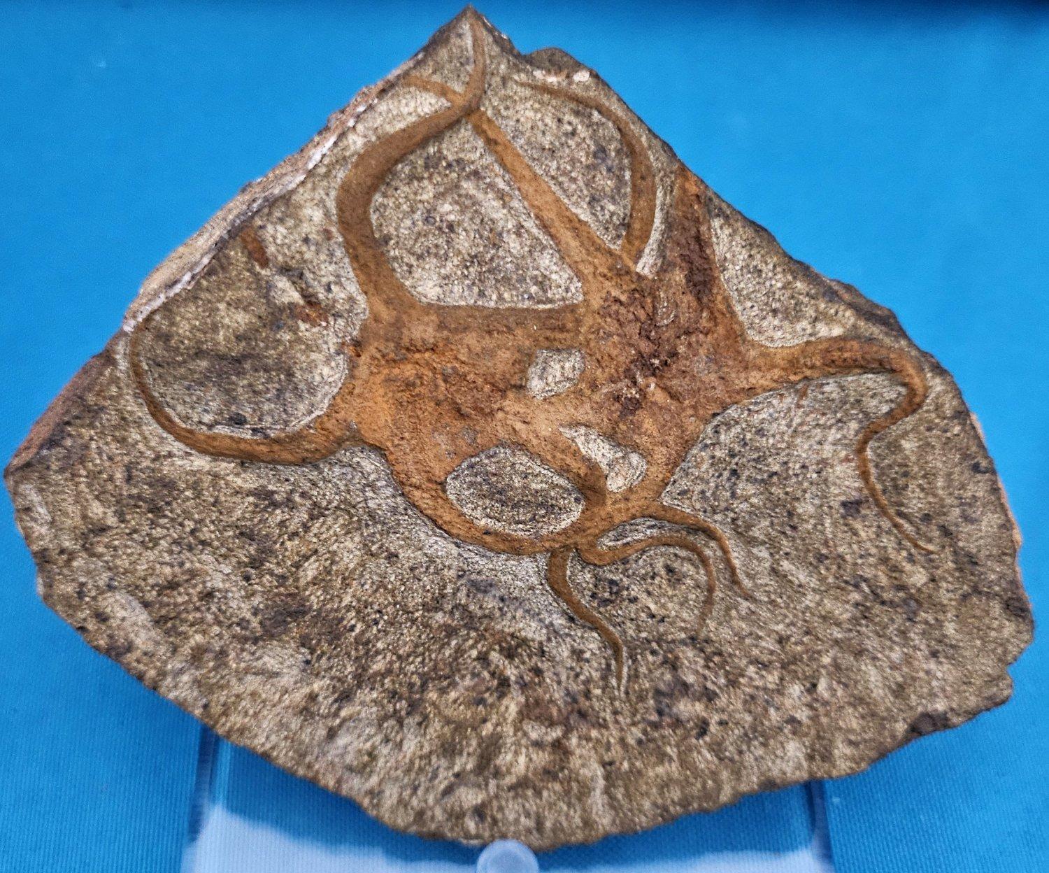 Fósil de estrella de mar, dos estrellas de mar entrelazadas en una matriz, de 443 a 485 millones de años de antigüedad en Bueno estado para la venta en Warrenton, OR