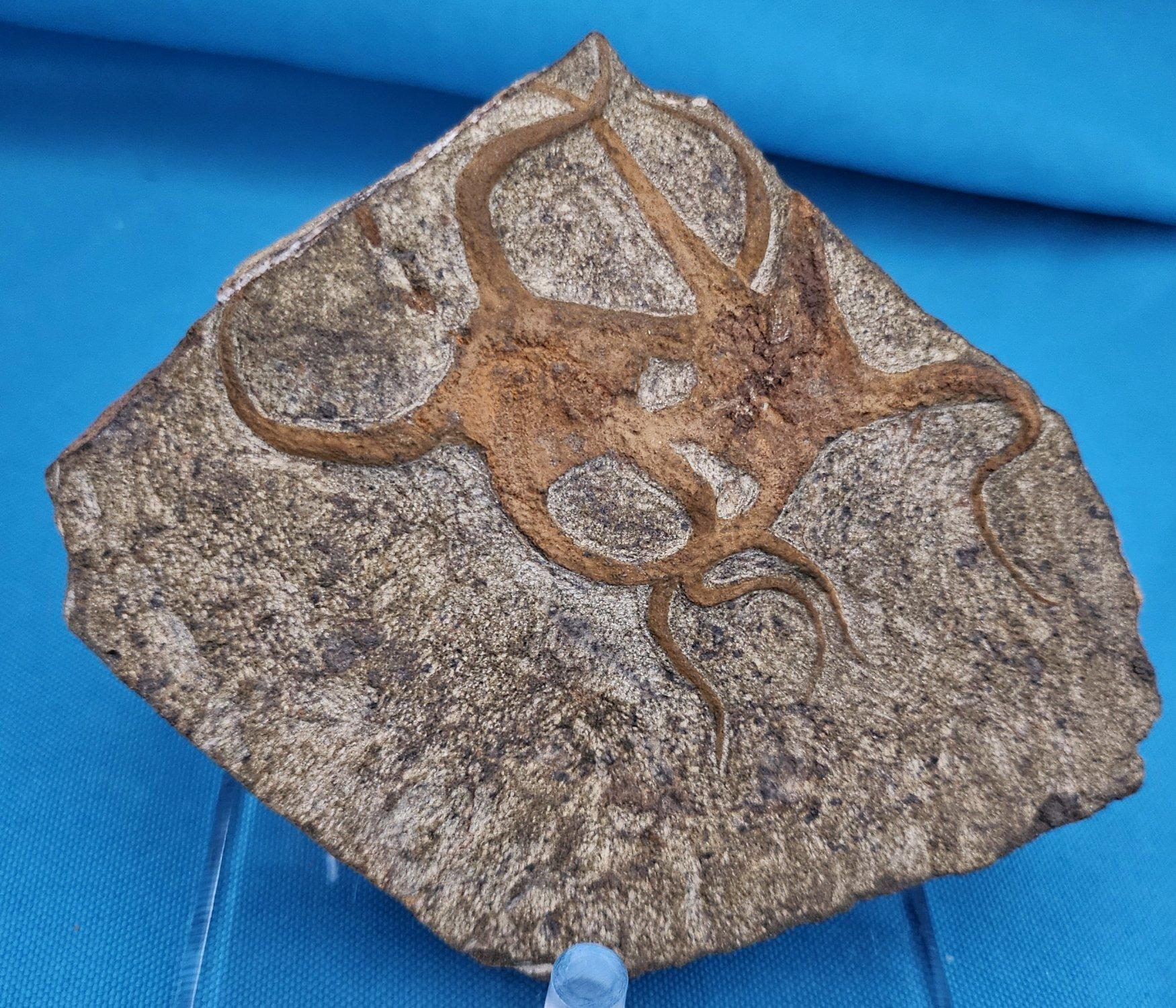 Fósil de estrella de mar, dos estrellas de mar entrelazadas en una matriz, de 443 a 485 millones de años de antigüedad siglo XVIII y antes en venta