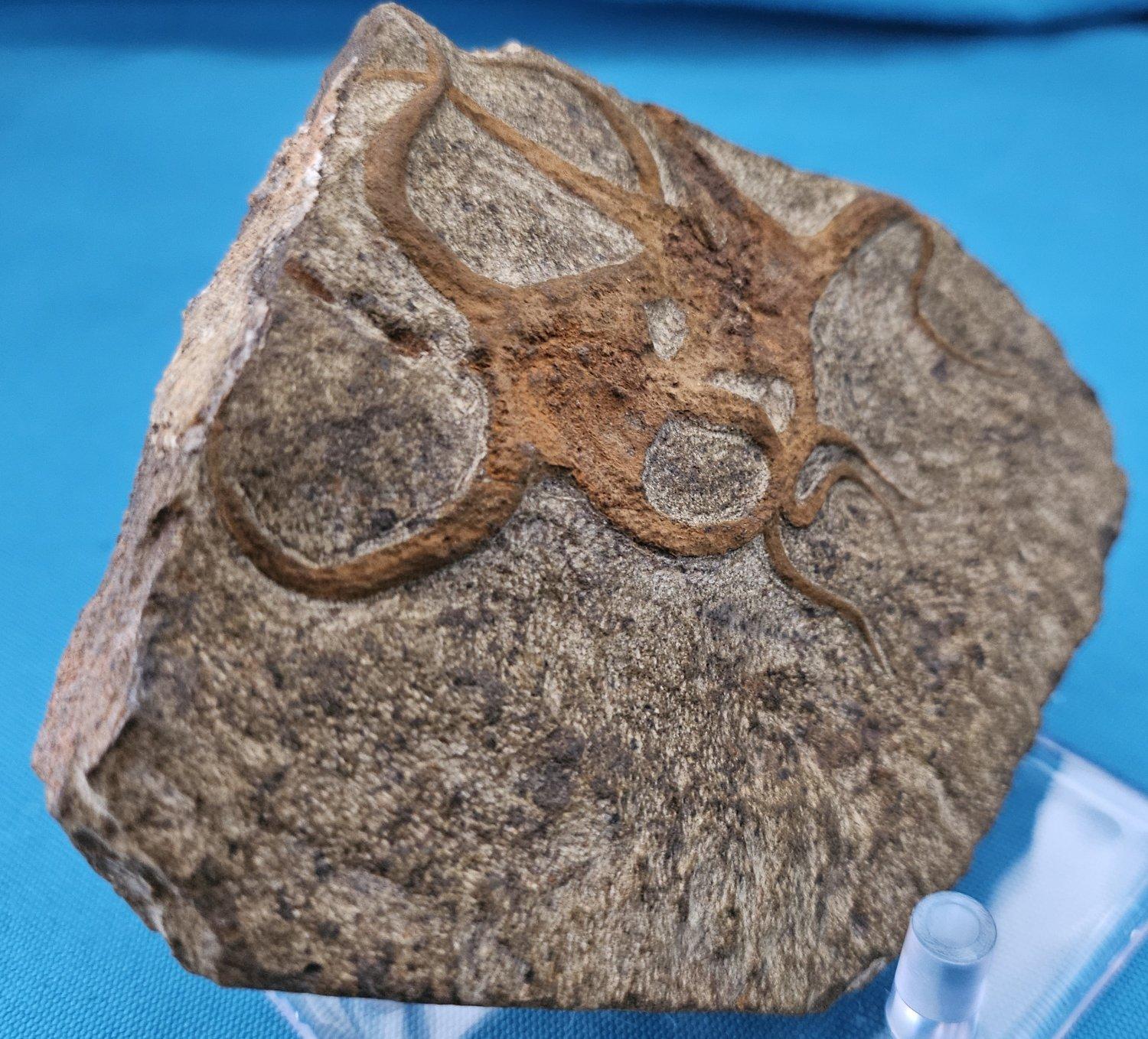 Fósil de estrella de mar, dos estrellas de mar entrelazadas en una matriz, de 443 a 485 millones de años de antigüedad Caparazón en venta