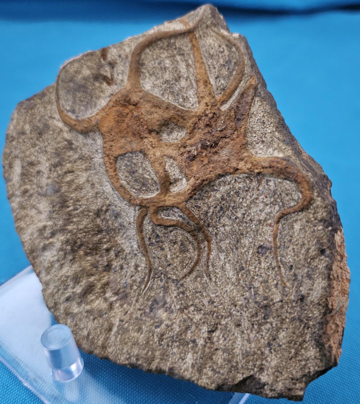 Fósil de estrella de mar, dos estrellas de mar entrelazadas en una matriz, de 443 a 485 millones de años de antigüedad en venta 1