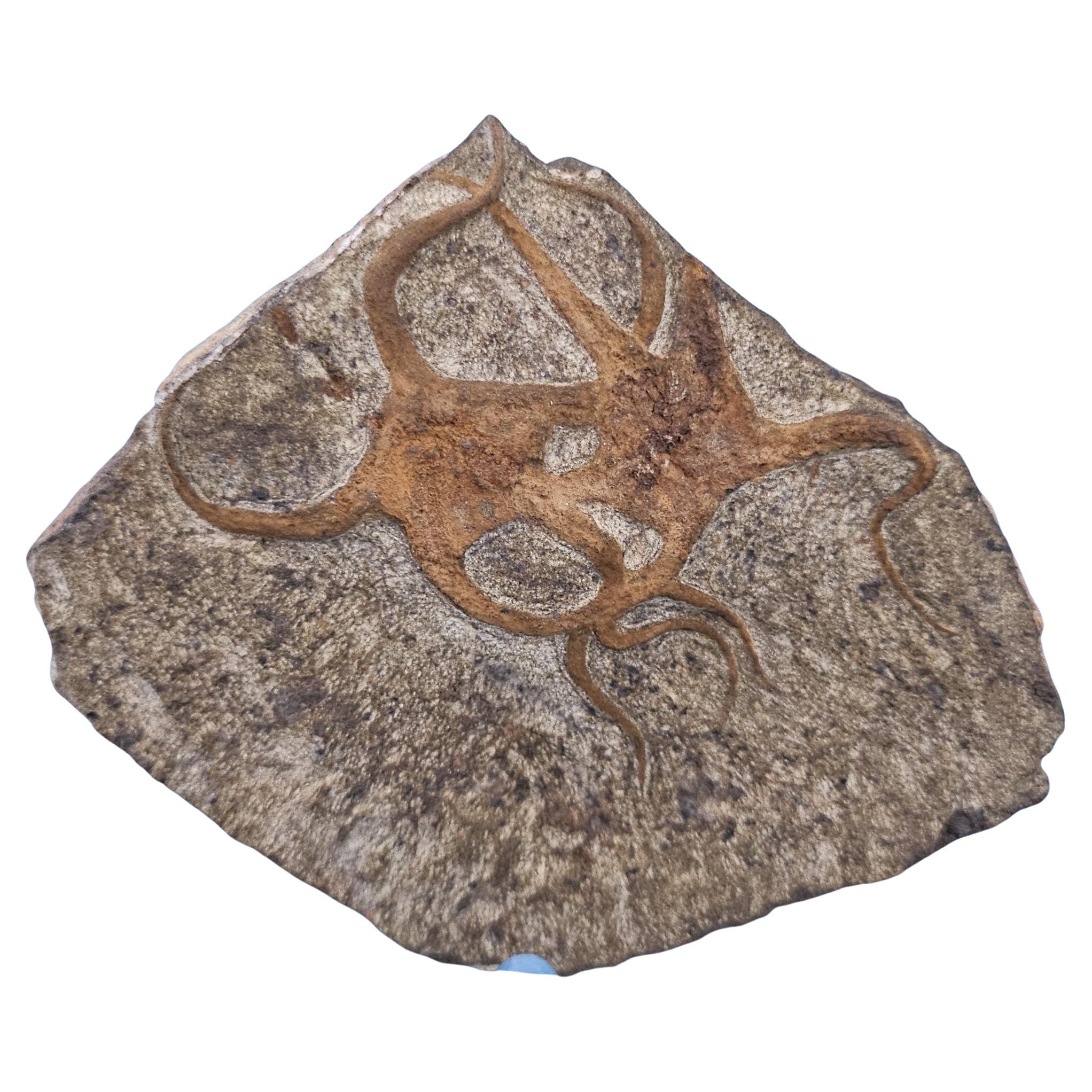 Fósil de estrella de mar, dos estrellas de mar entrelazadas en una matriz, de 443 a 485 millones de años de antigüedad en venta