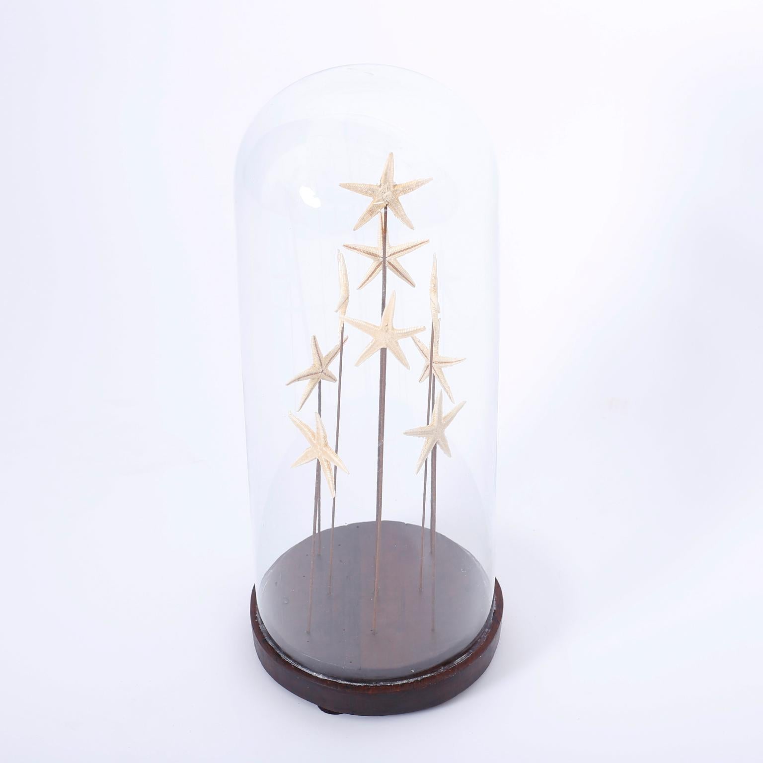 Nine starfish suspended on brass rods in a vintage glass specimen dome with a mahogany base, for your scholastic viewing pleasure.