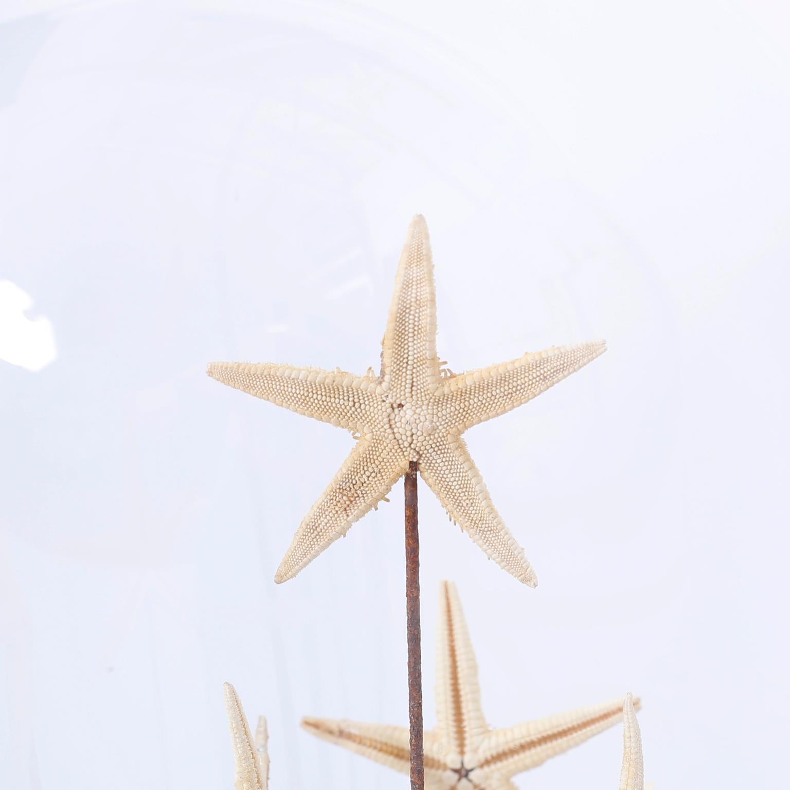 American Starfish in a Vintage Glass Specimen Dome