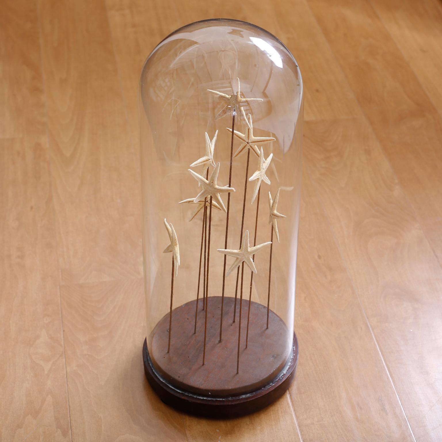 20th Century Starfish in a Vintage Glass Specimen Dome