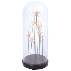 Starfish in a Vintage Glass Specimen Dome