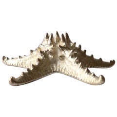 Starfish Seashell