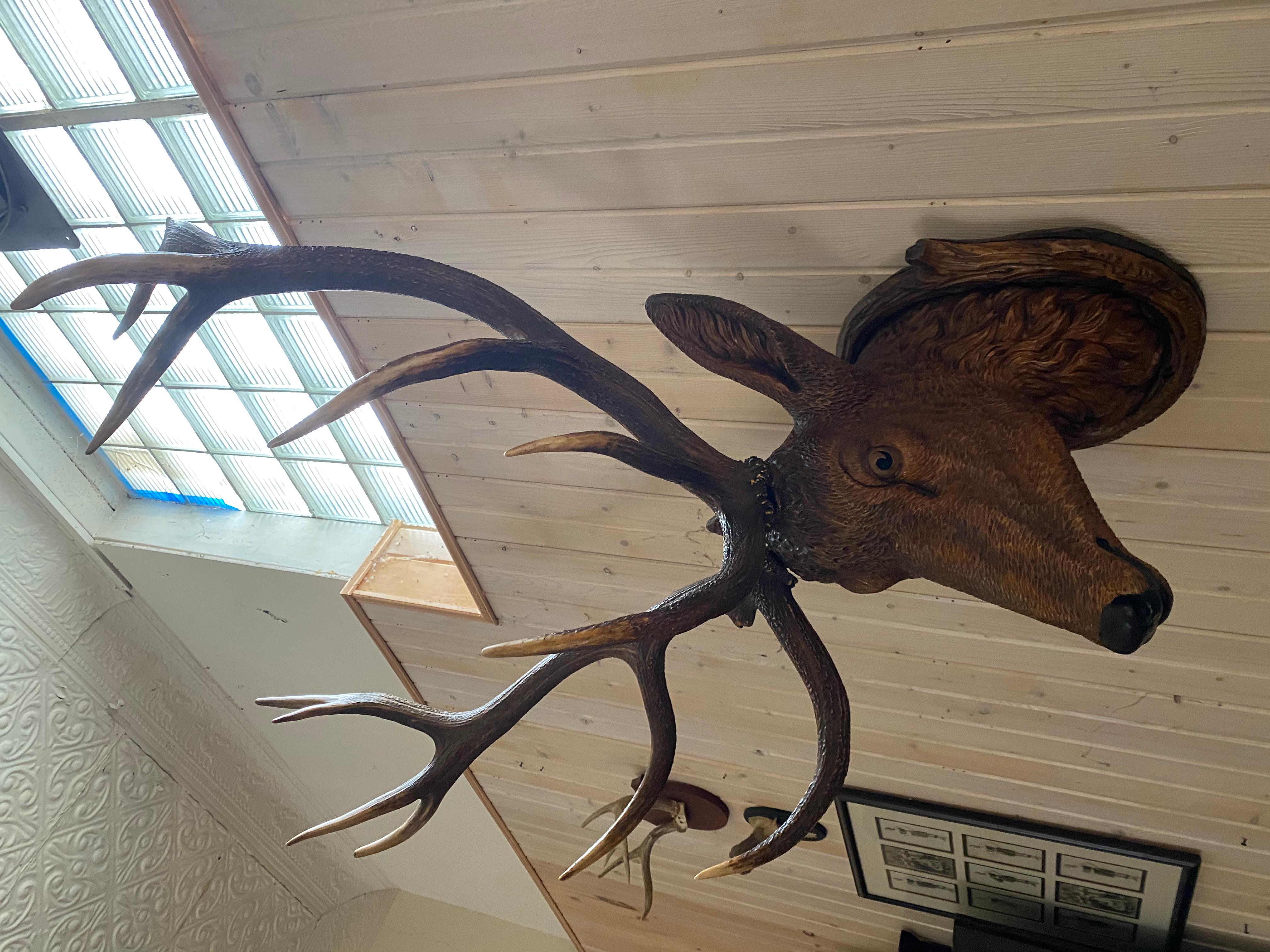 Stately Carved Wood Black Forest Deer Head with Real Antler Mounts, Great Scale In Good Condition In Buchanan, MI