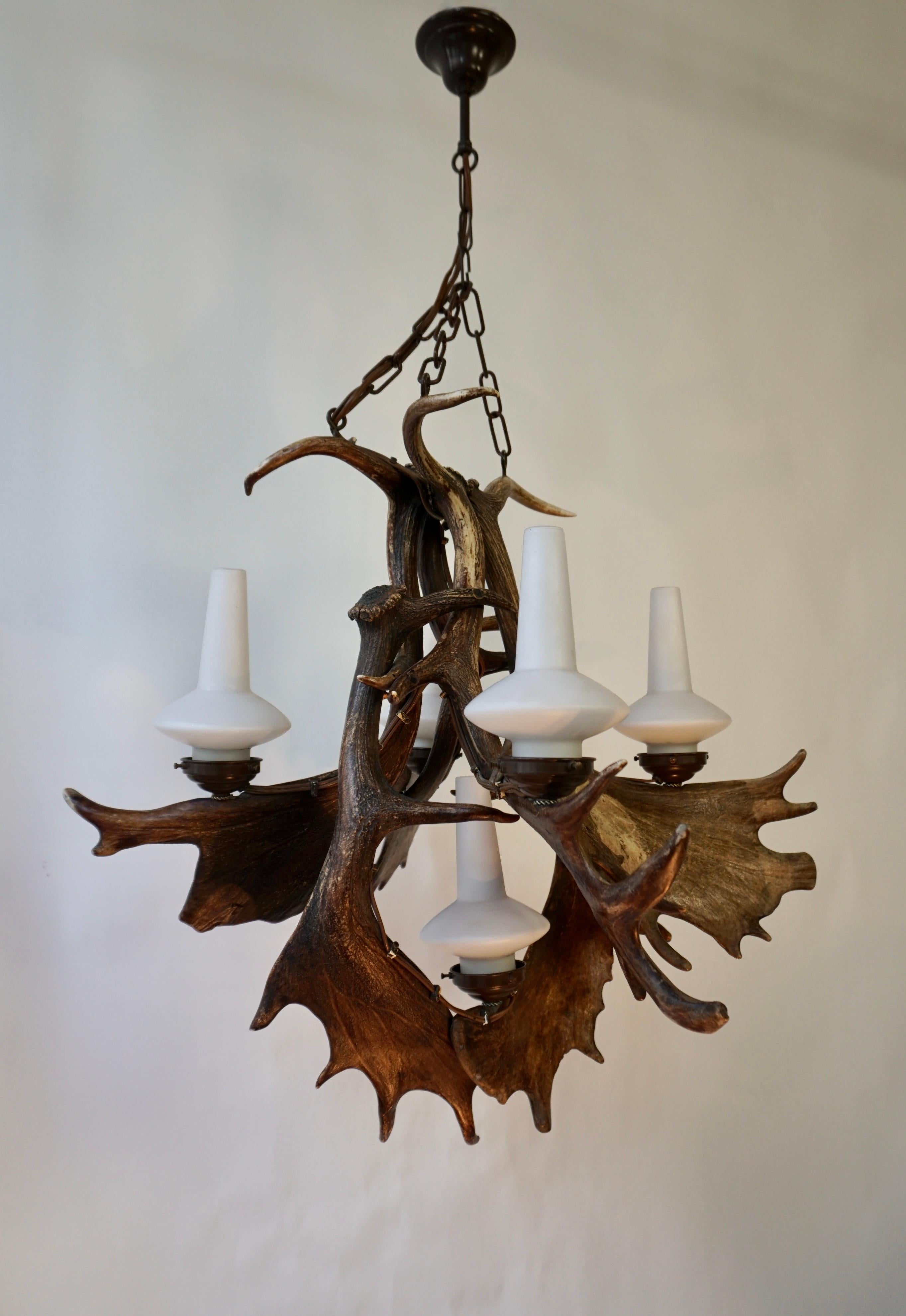 Mid-Century Modern Stately Fallow Deer Antler Five Light Chandelier, Great Scale and Patina For Sale