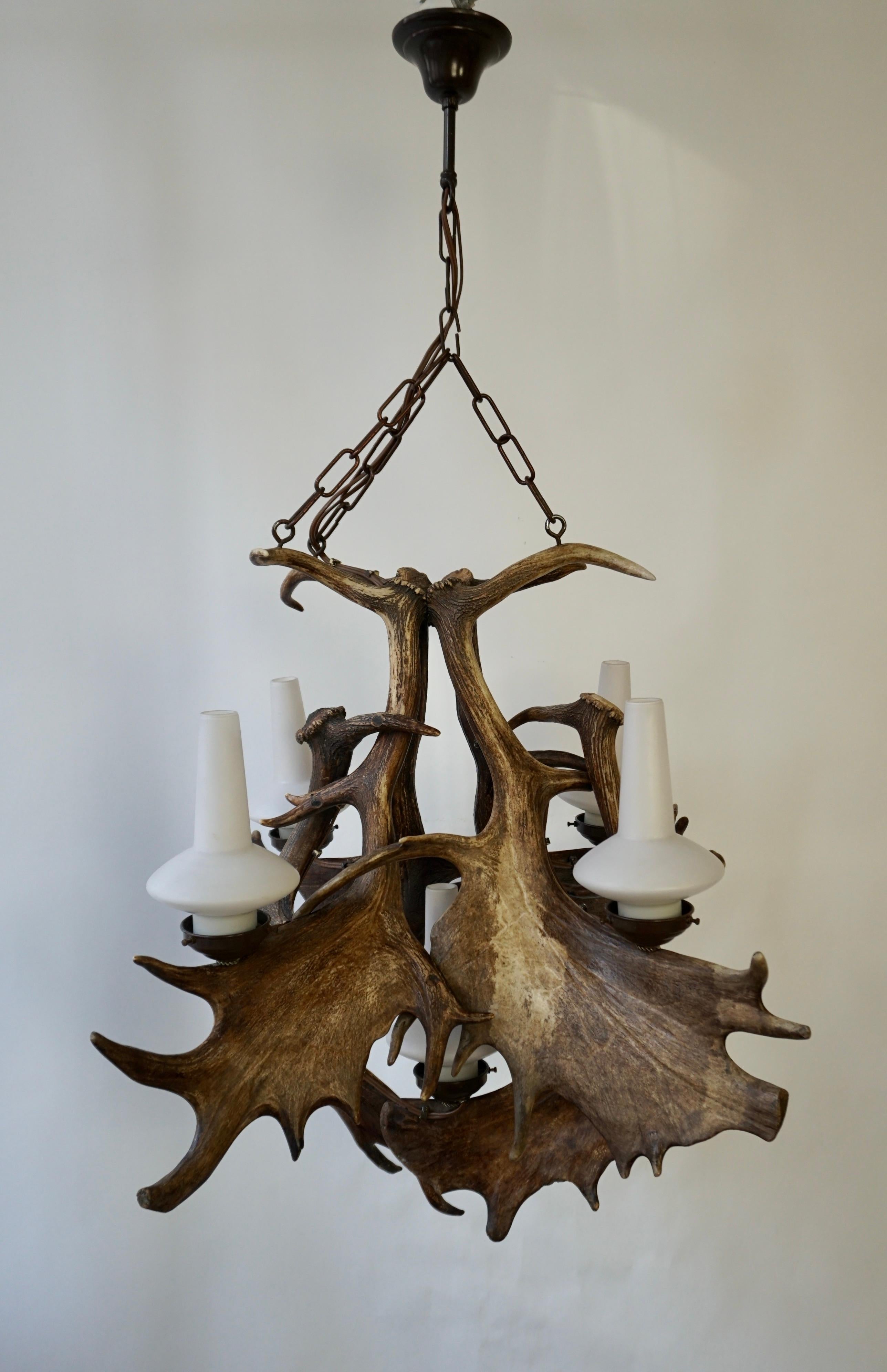 20th Century Stately Fallow Deer Antler Five Light Chandelier, Great Scale and Patina For Sale