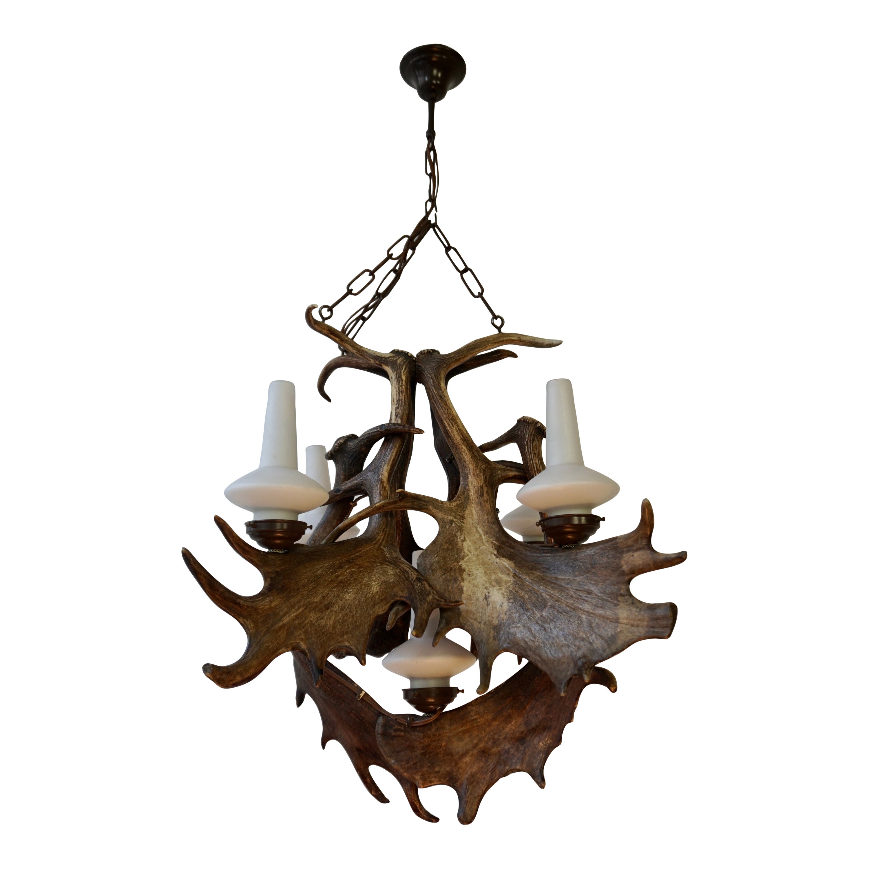 Magnifique lustre en bois de daim à cinq lumières, avec une grande échelle et de la patina.