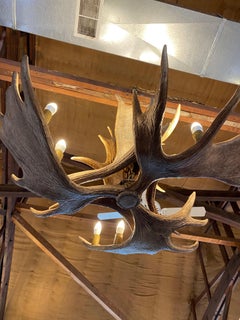 Stately Fallow Deer Eight Light Chandelier, Great Scale and Patina