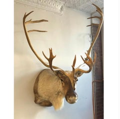 Stately Taxidermy Reindeer Mount.