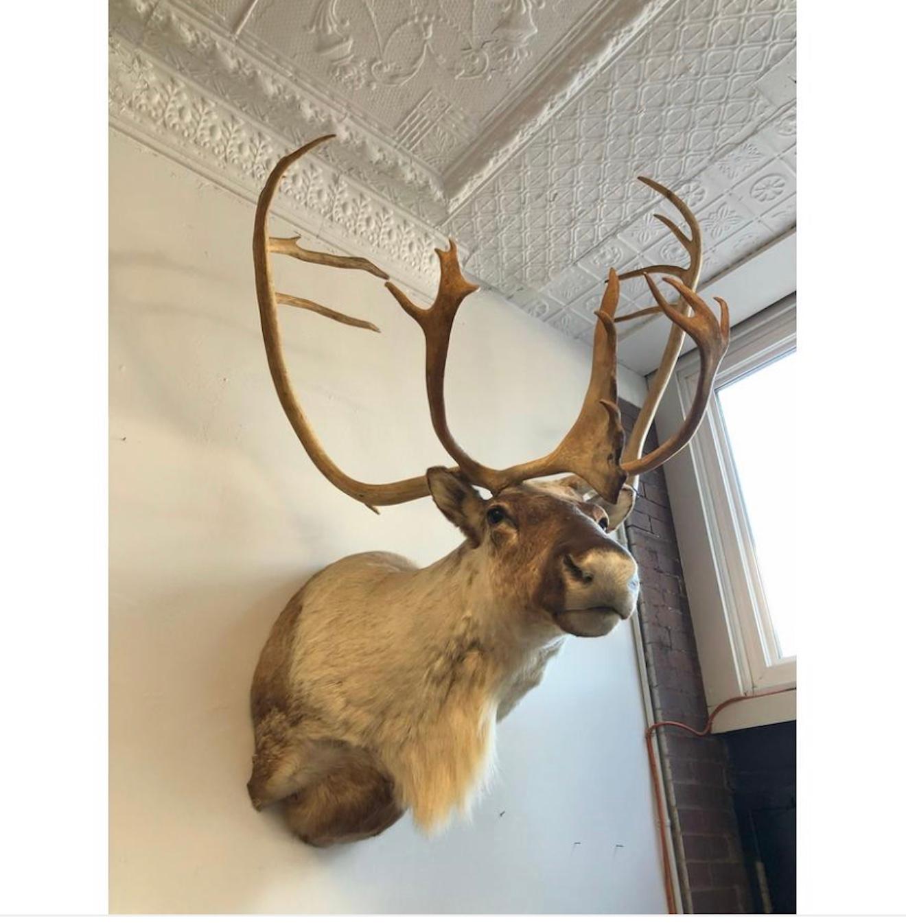 Adirondack Stately Taxidermy Reindeer Mount. For Sale
