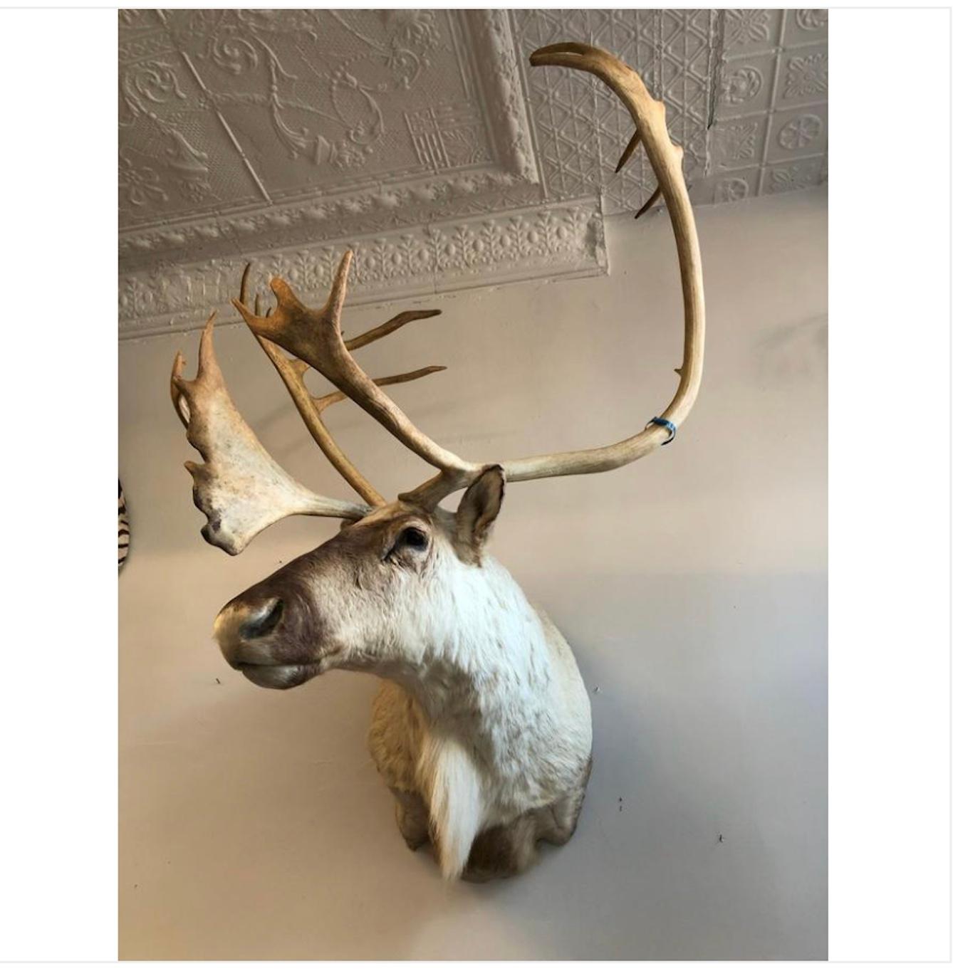 Stately Taxidermy Reindeer Mount. In Good Condition For Sale In Buchanan, MI