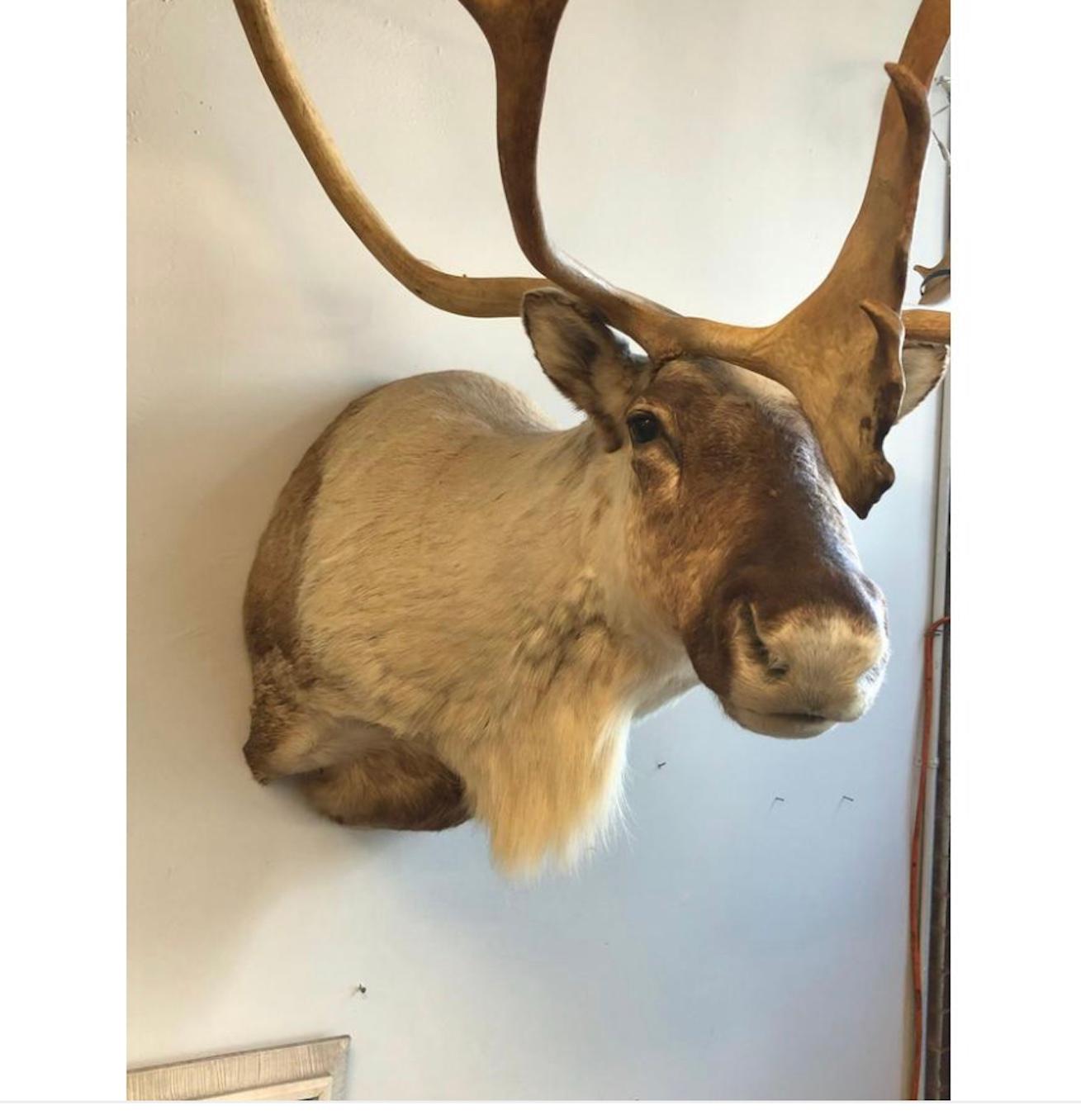 20th Century Stately Taxidermy Reindeer Mount. For Sale