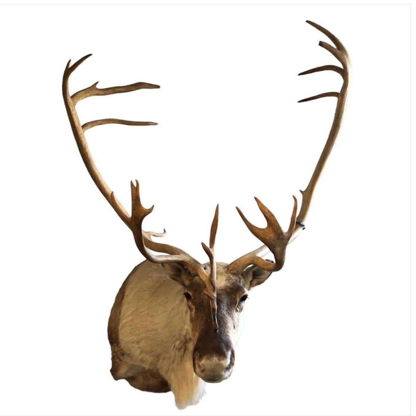 Fur Stately Taxidermy Reindeer Mount. For Sale