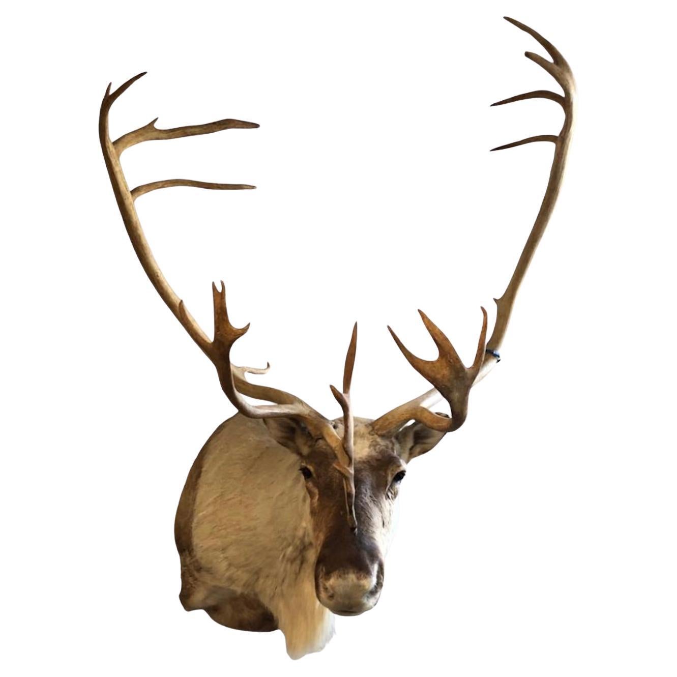 Stately Taxidermy Reindeer Mount.