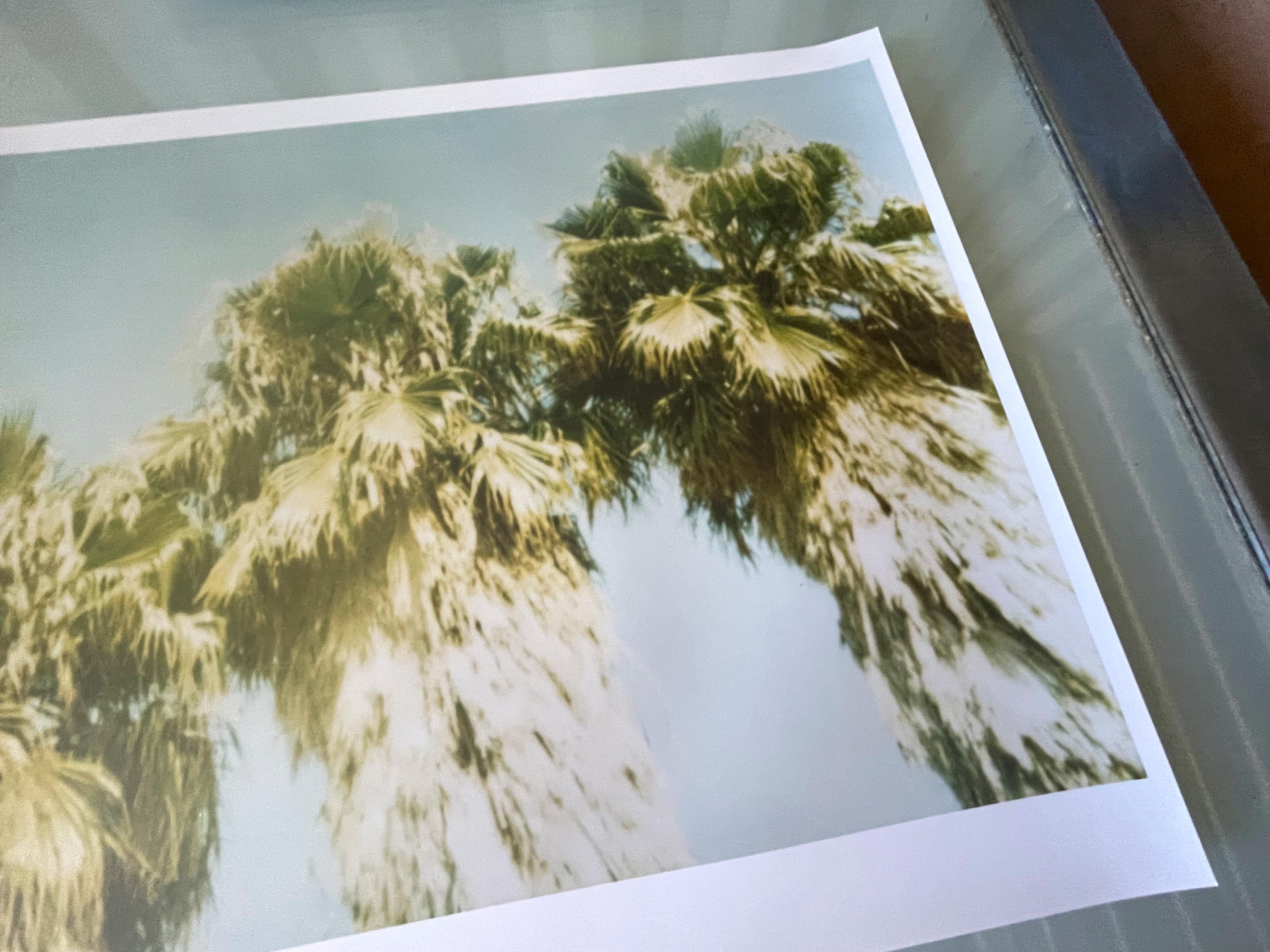 Palm Trees Dive by (Stranger than Paradise) - analog For Sale 1