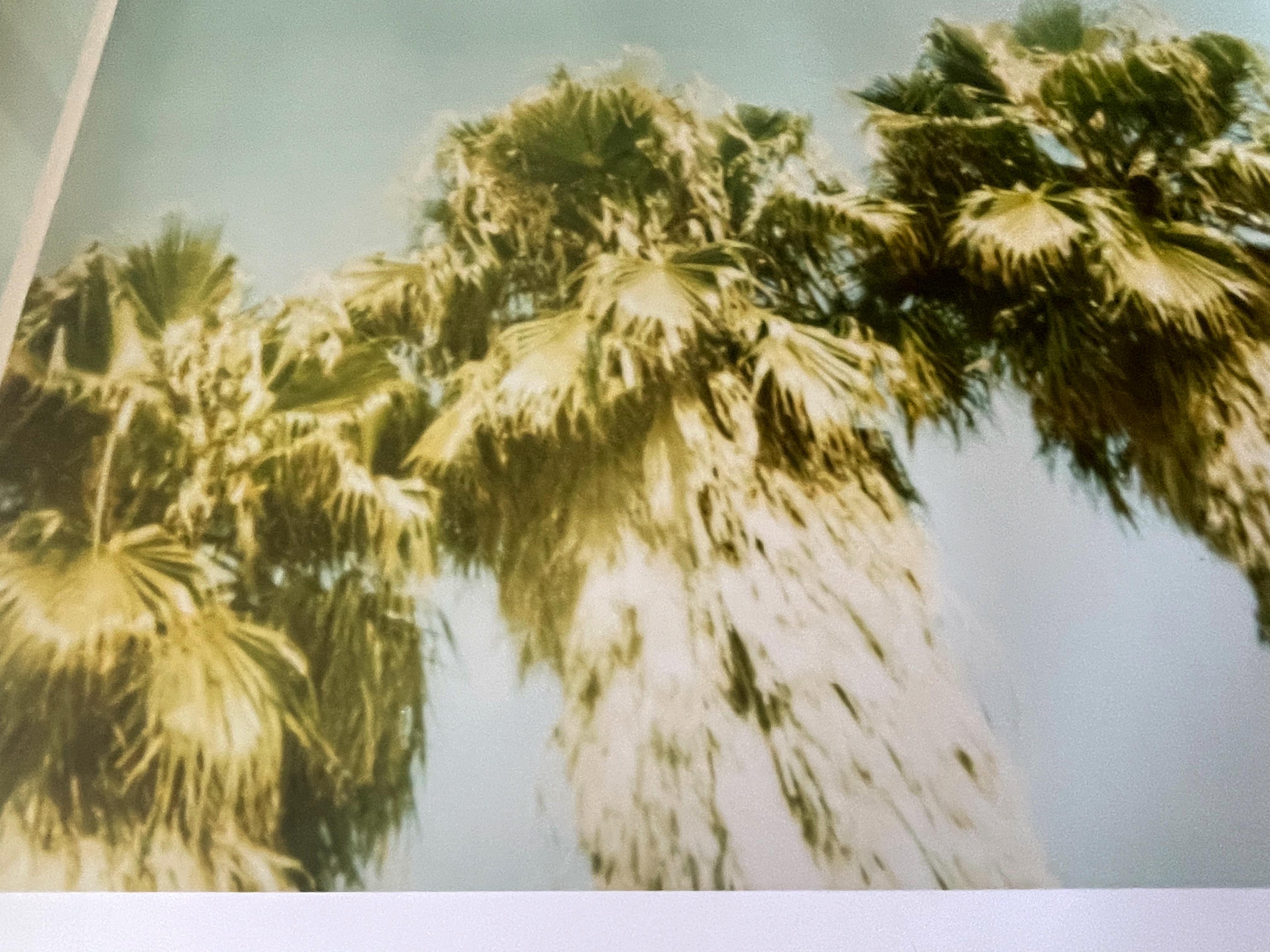 Palm Trees Dive by (Stranger than Paradise) - analog For Sale 2
