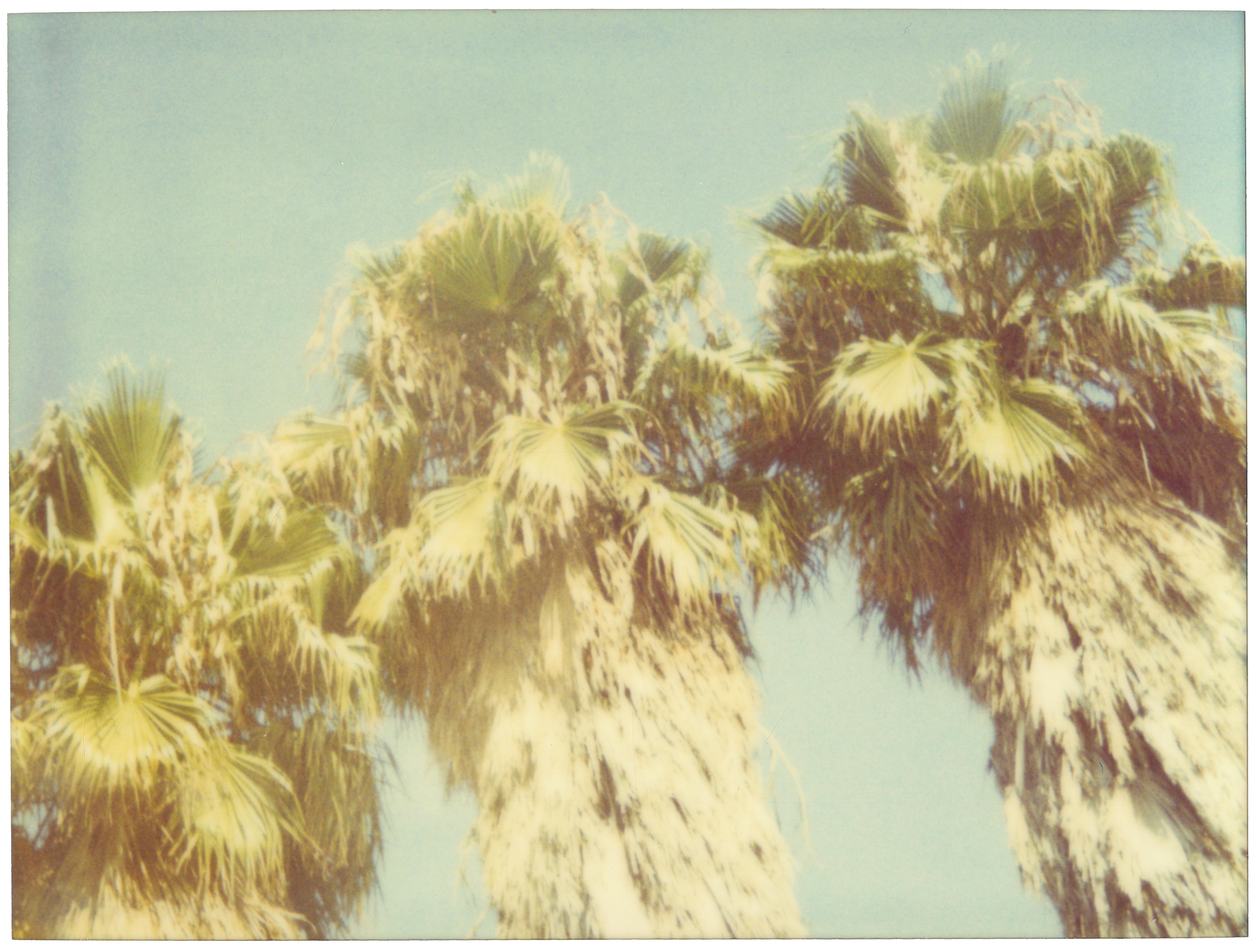 Stefanie Schneider Portrait Photograph - 3 Palm Trees (Stranger than Paradise) - analog, mounted, 114x142cm