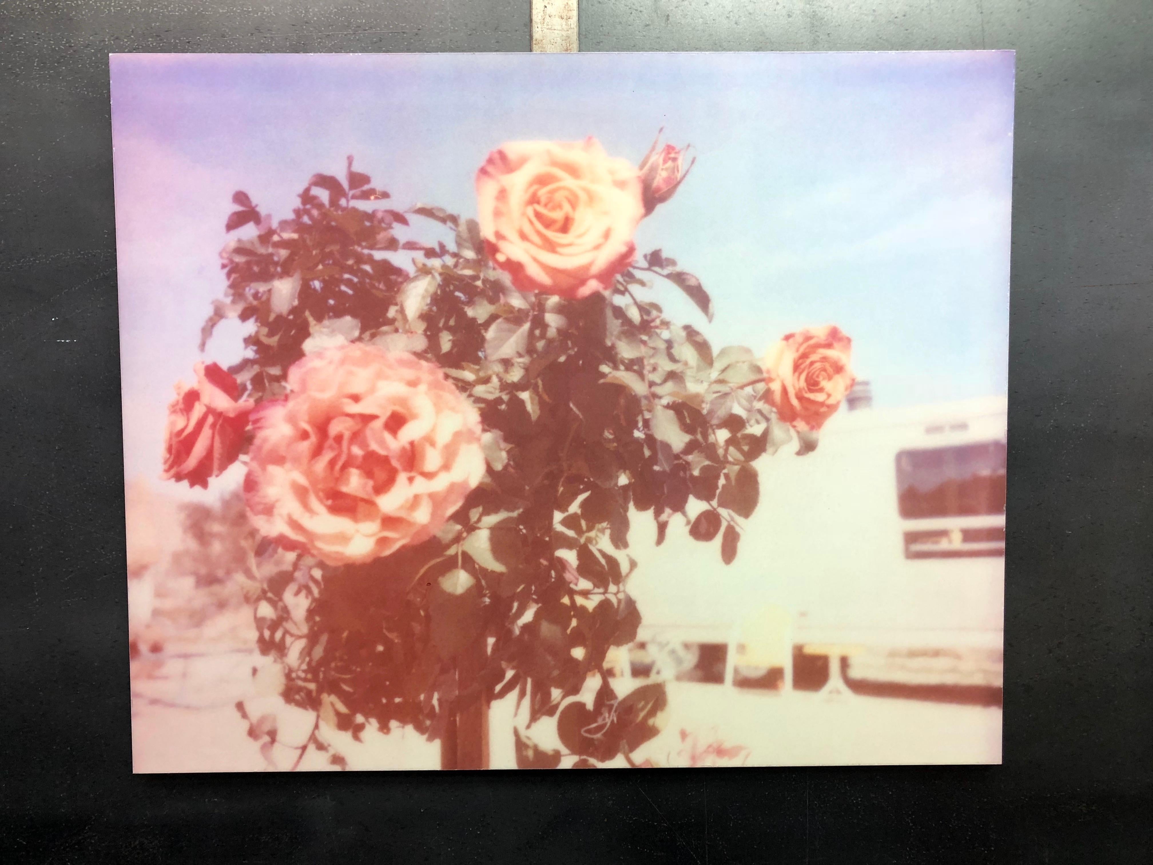  A Sunny Morning - Contemporary, Landscape, expired, Polaroid, analog, Rose 