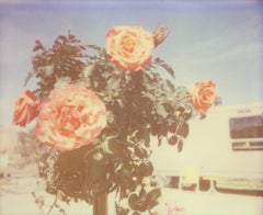 A Sunny Morning, y compris le livre « A Half Forgotten Dream »