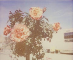 A sunny Morning - The Girl behind the White Picket Fence
