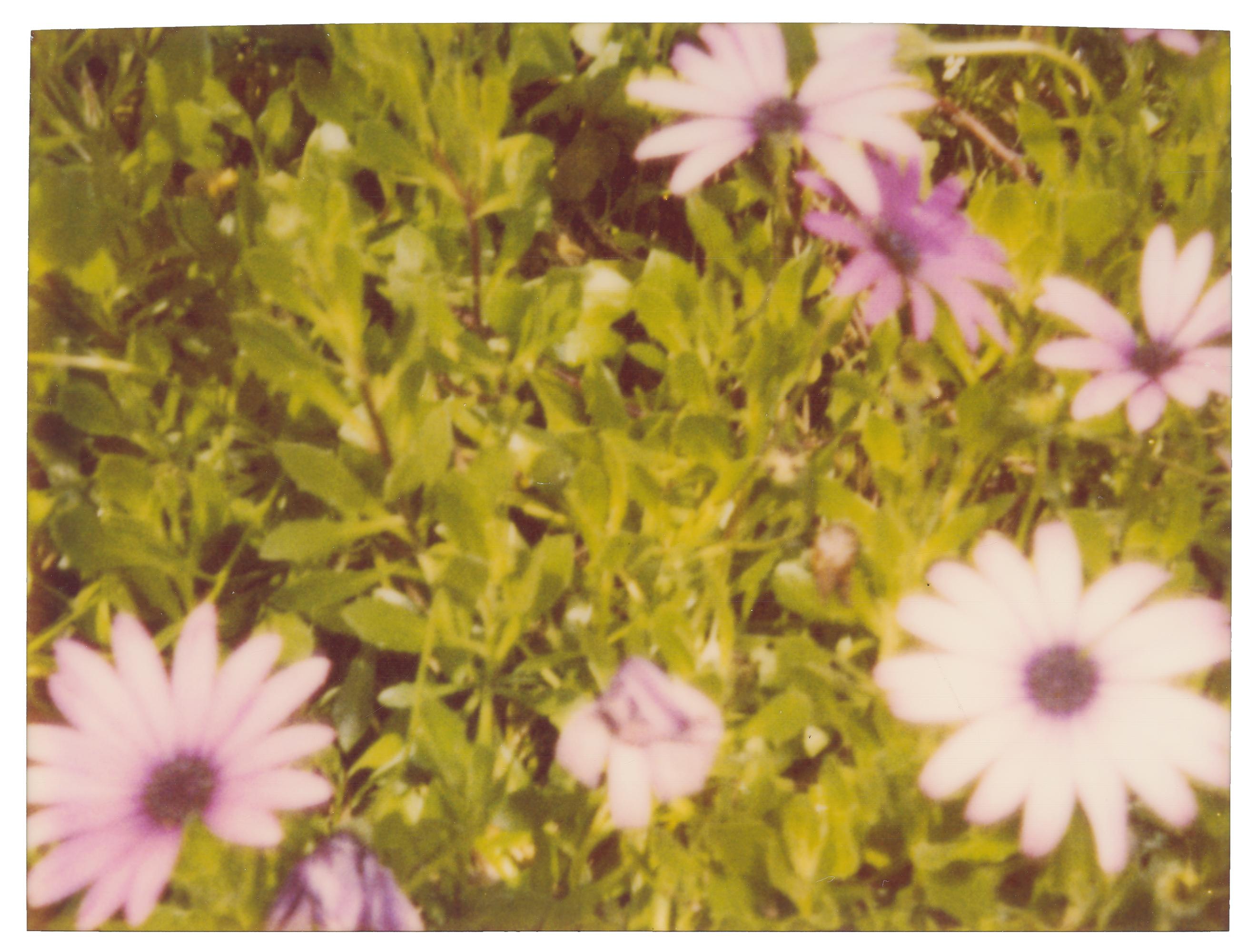 Color Photograph Stefanie Schneider - Fleurs artificielles - Contemporary, Landscape, Polaroid, expired, 21st Century