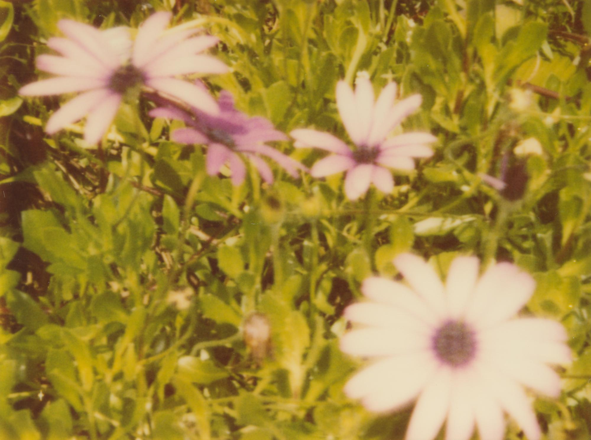 Stefanie Schneider Color Photograph – Artificial Flowers II - Zeitgenössisch, Landschaft, Polaroid, abgelaufen, 21. Jahrhundert