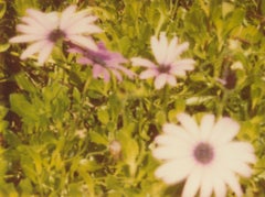 Künstliche Blumen II - Contemporary, Landschaft, Polaroid, verfallen, 21.