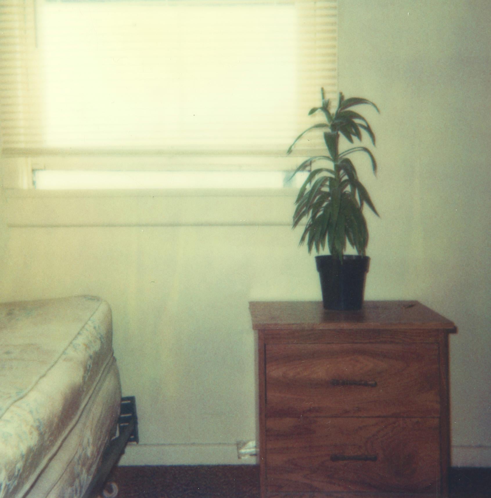 Bedroom Plant (29 Palms, CA) - Polaroid, Contemporary - Photograph by Stefanie Schneider